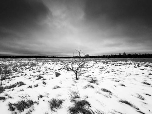 Free Solitary tree in a vast snowy field under dramatic overcast skies. Stock Photo