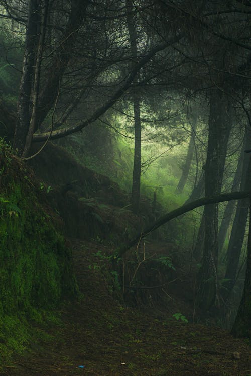 Green Trees and Plants