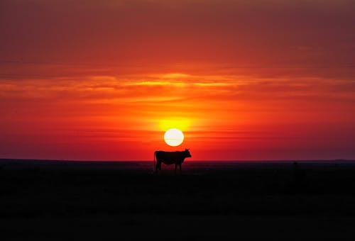 オレンジ色の空, シルエット, 動物の無料の写真素材