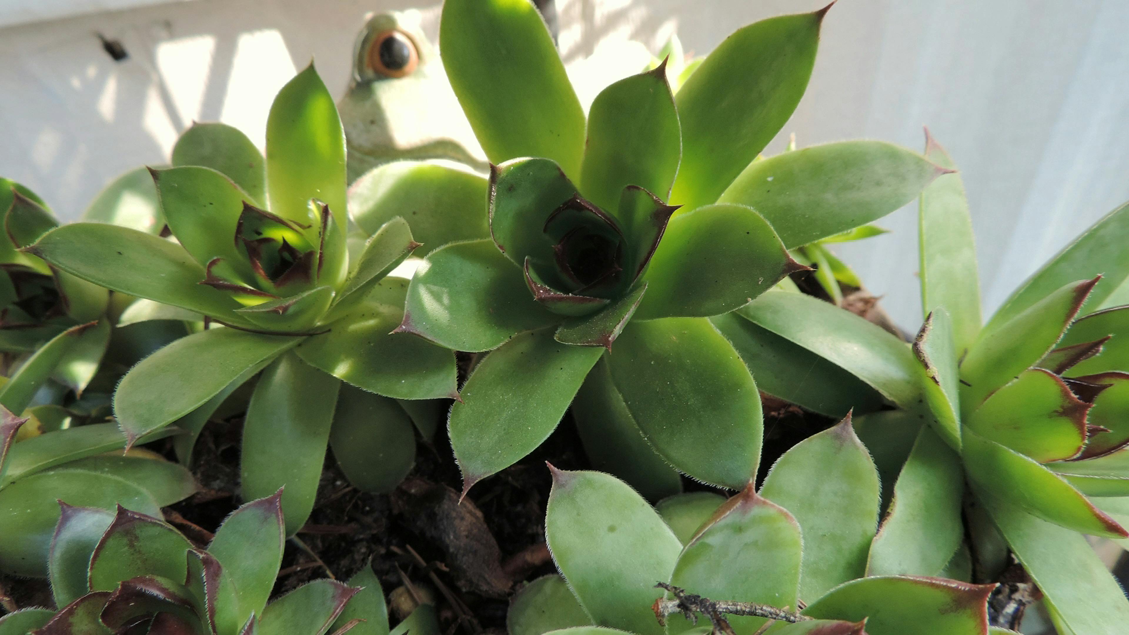 Free stock photo of dark green plants, frog, houseplants