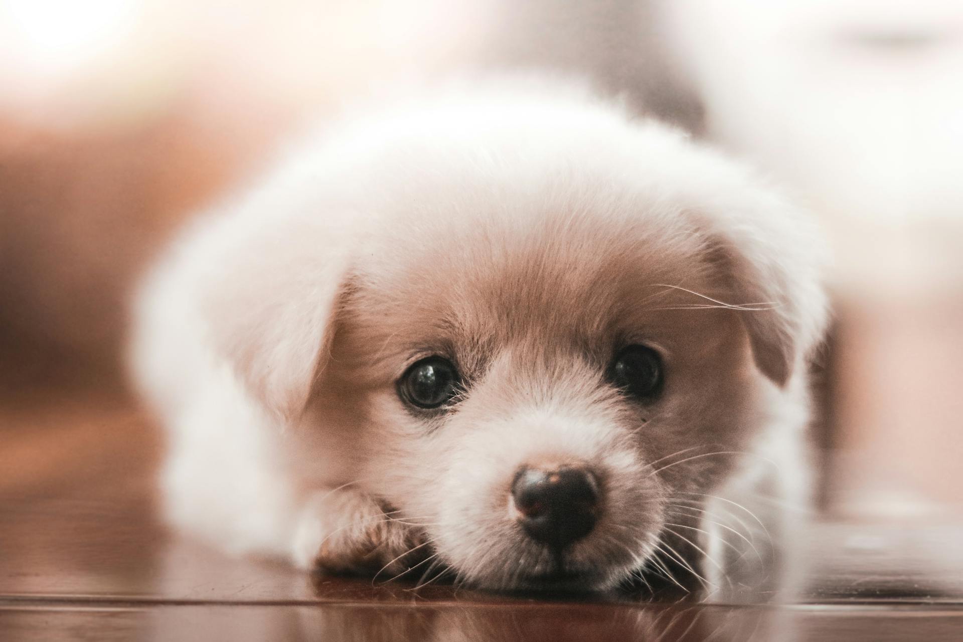 Een close-up van een puppy