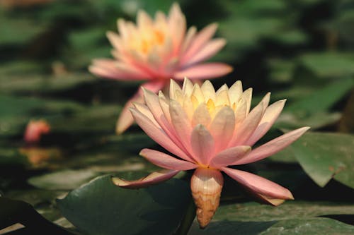 Close-Up Shot of a Water Lily 