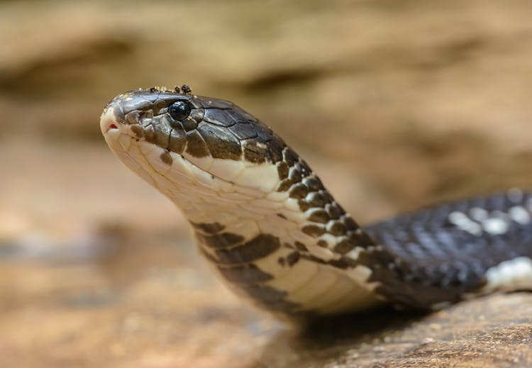 Close-up Photo Of A Cobra