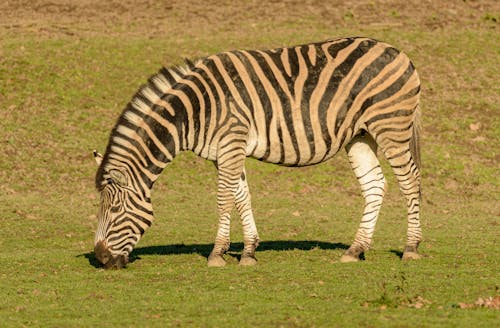 A Zebra Eating Grass