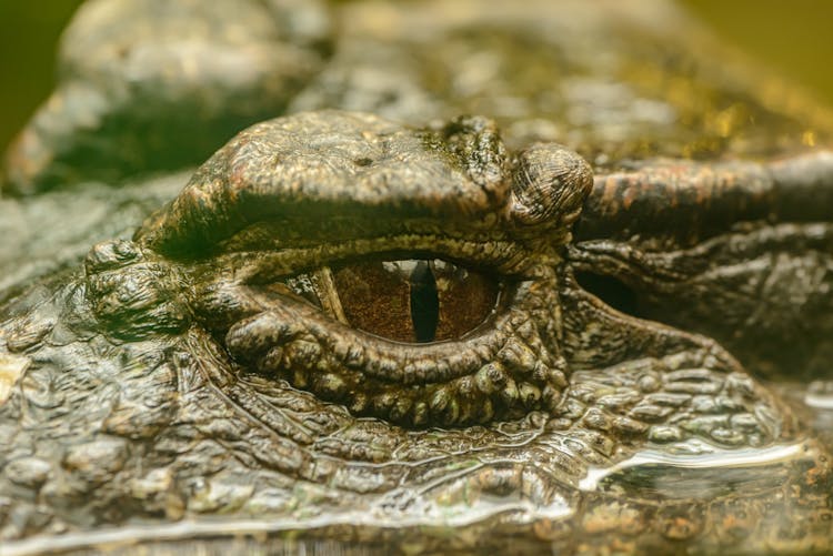 Close Up Of An Alligator Eye 