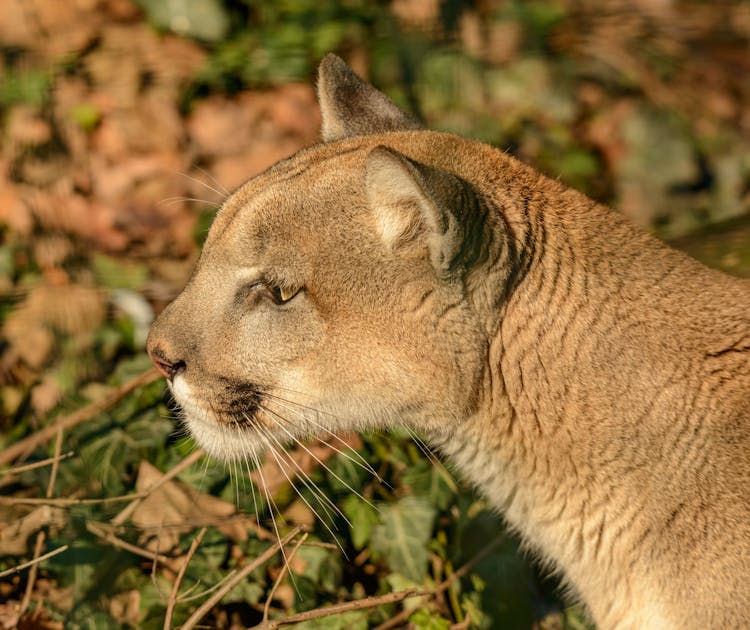 Cougar In Close-up Photography