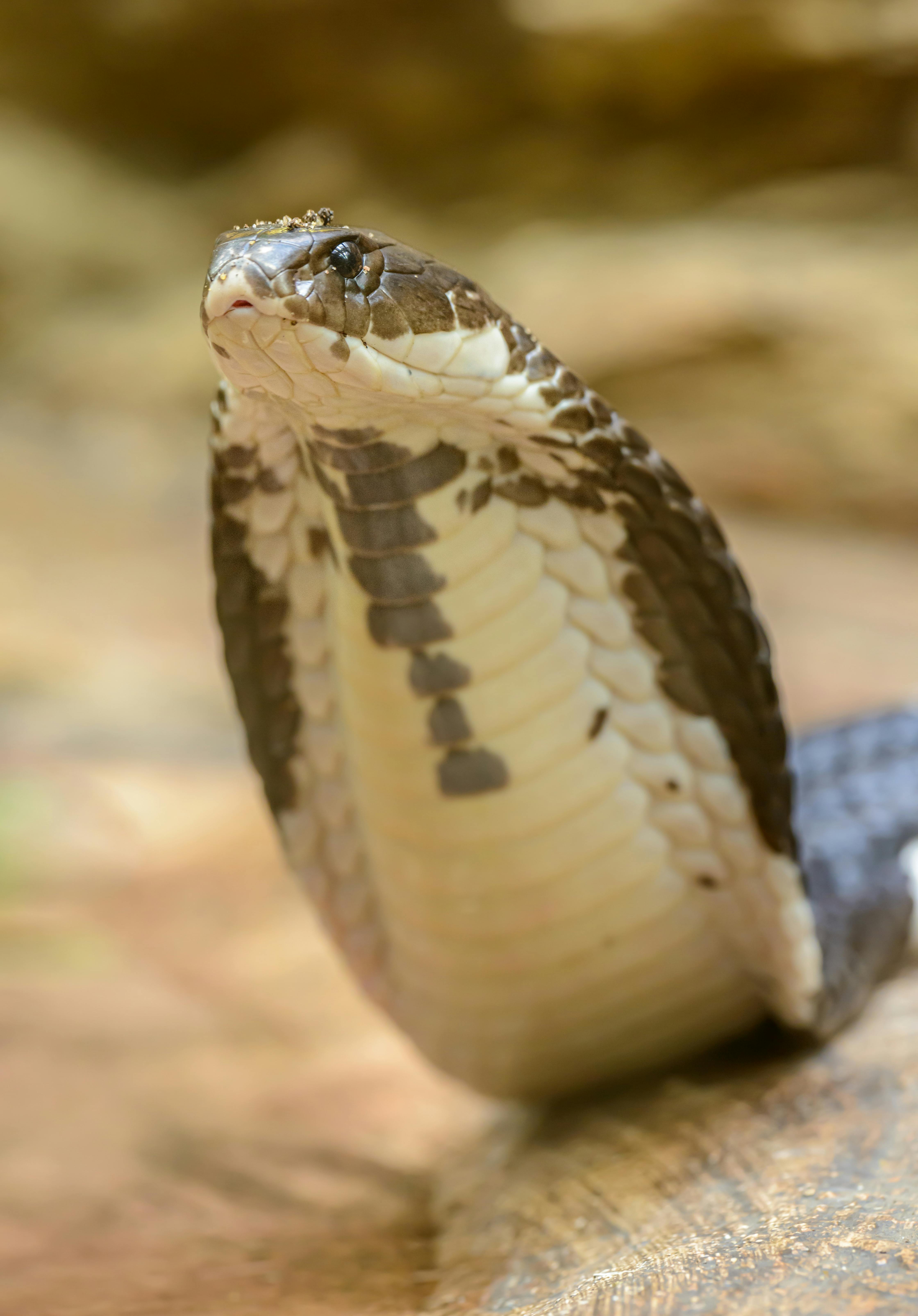 Foto Uma cobra azul e preta deitada no chão – Imagem de Cobra grátis no  Unsplash