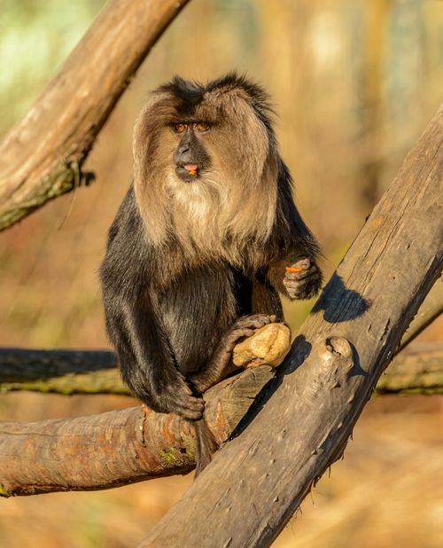 Free A lion-tailed macaque sitting on a tree branch in its natural habitat, displaying distinctive mane. Stock Photo