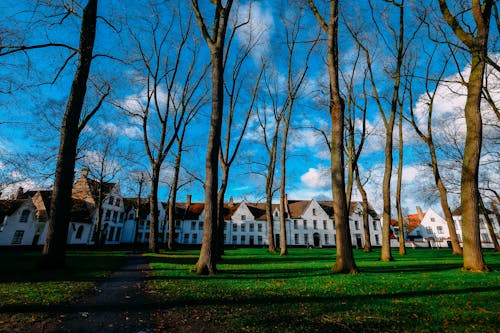 Brown Trees