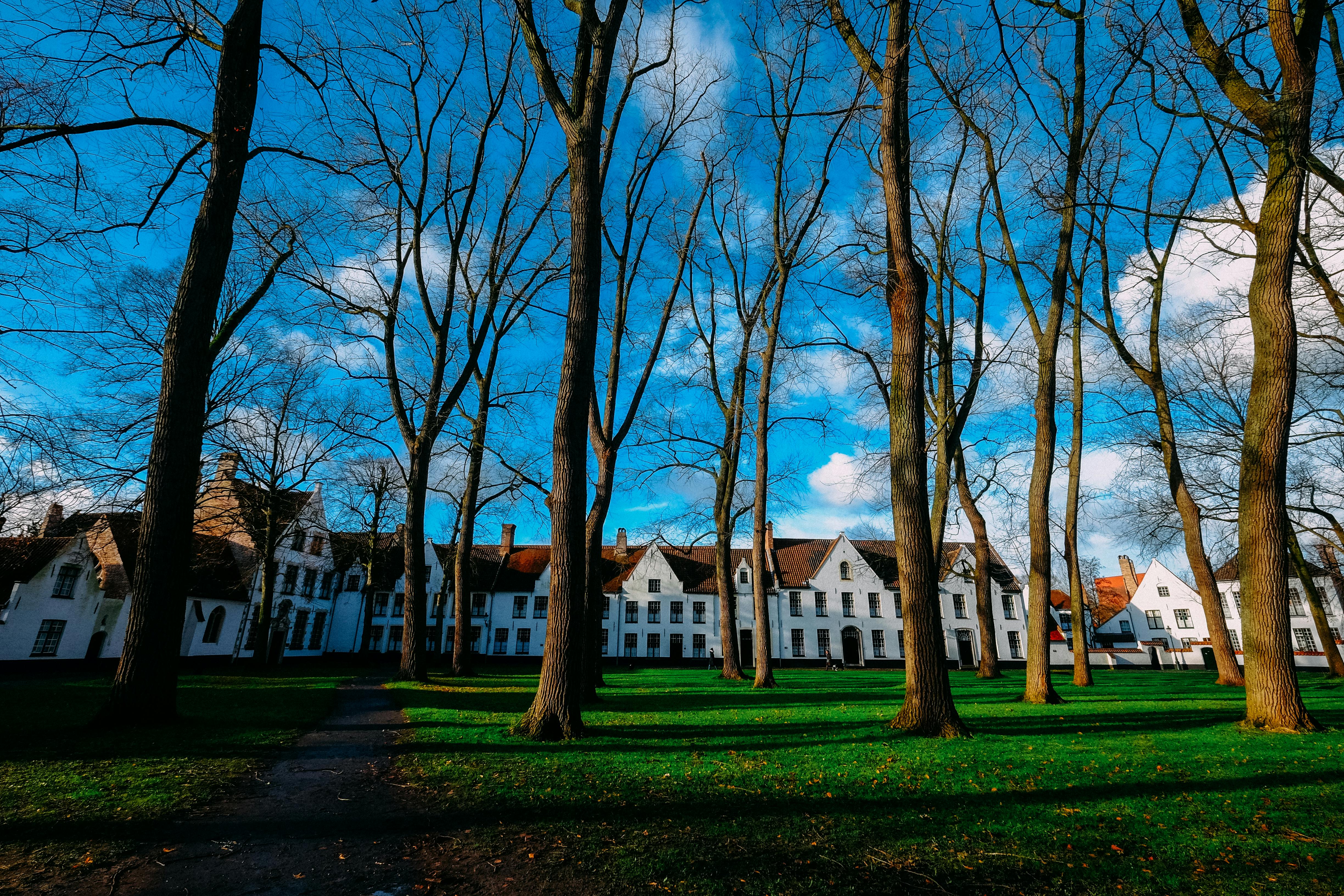 Brown Trees · Free Stock Photo