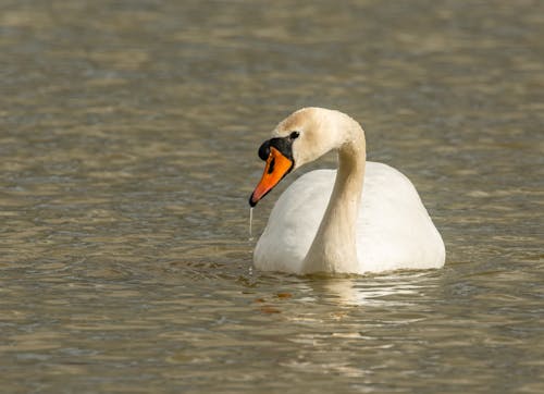 Fotos de stock gratuitas de agua, cisne, fotografía de animales