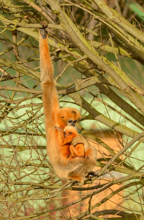 Free A tender moment of a golden langur mother holding her baby while hanging from tree branches. Stock Photo