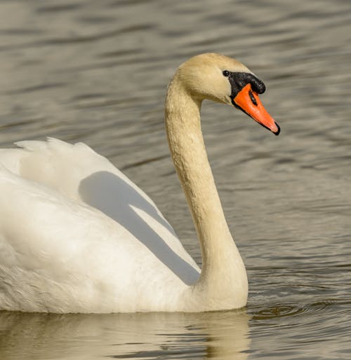 Close-Up Shot of a White Swan on the Pond