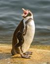 A Penguin Doing Vocalization
