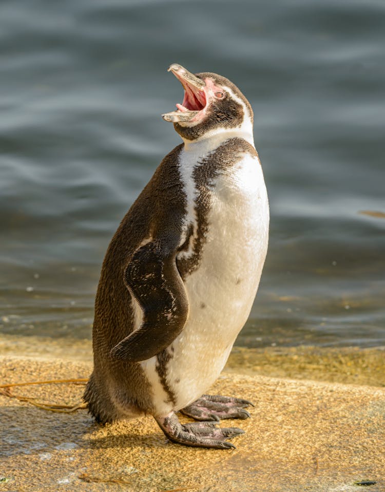 
A Penguin Doing Vocalization