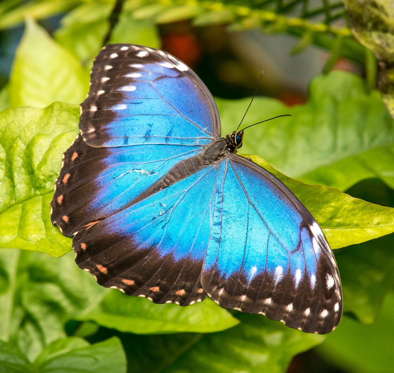stunning close up of a blue morpho butterfly morpho menelaus on lush g