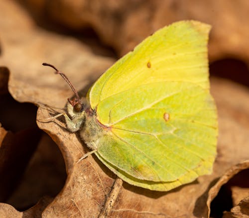 Close-Up Shot of a Butterfly 