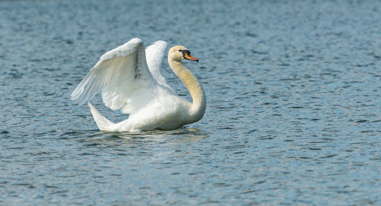 White Swan With Open Wings On Water