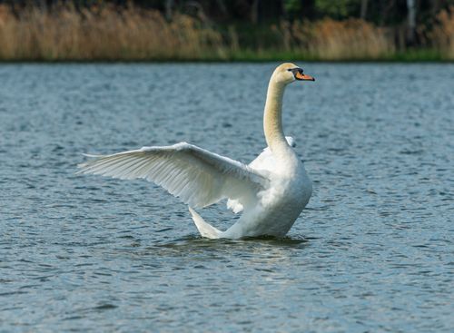 Free A majestic swan spreads its wings on a calm lake, showcasing its elegance and grace. Stock Photo