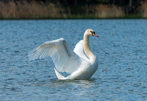 Free A serene image of a mute swan spreading its wings on a tranquil lake, captured in daylight. Stock Photo