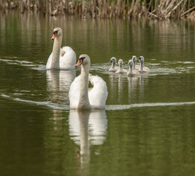 Majestic swans and their cygnets gracefully gliding on a tranquil lake.