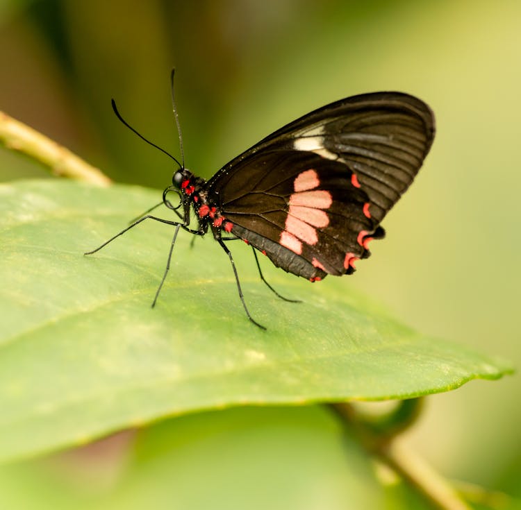 

A Close-Up Shot Of A Cattlehearts Insect On A Leaf