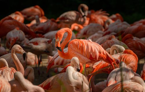 Free A vivid group of flamingos gathering under sunlight, showcasing their iconic pink plumage. Stock Photo