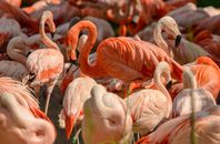 Flamboyance of Flamingos with Orange Colored Feathers