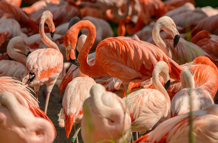 Flamboyance Of Flamingos With Orange Colored Feathers