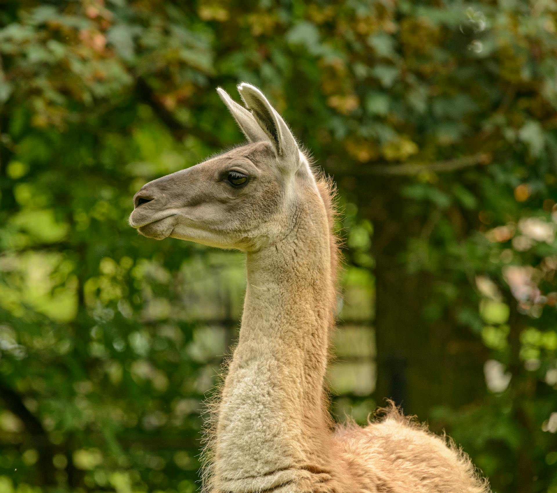 Close-Up Shot of a Llama