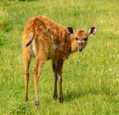 Free A young sitatunga antelope stands in lush green grass, showcasing its fluffy coat. Stock Photo
