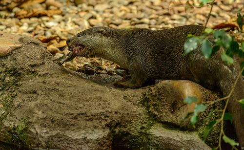Free Close-up of a river otter eating a fish, showcasing its habitat and feeding behavior. Stock Photo