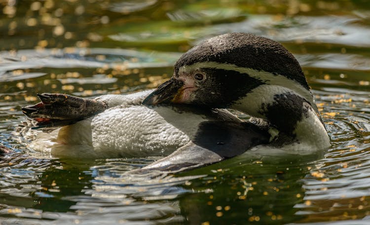 A Humboldt Penguin In The Water 