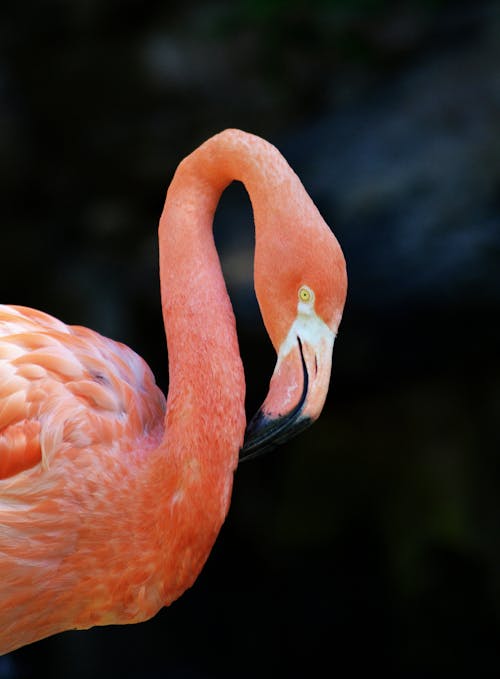 Close-Up of a Flamingo 