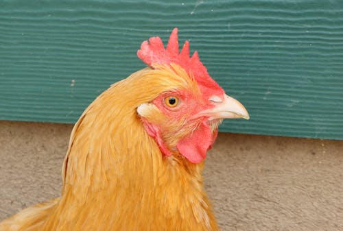 Free stock photo of animals, brown chicken, chicken