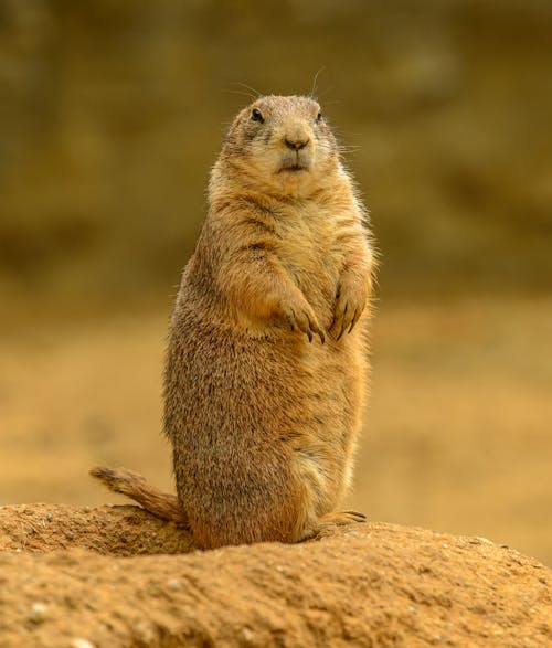 Close-Up Shot of a Prairie Dog 