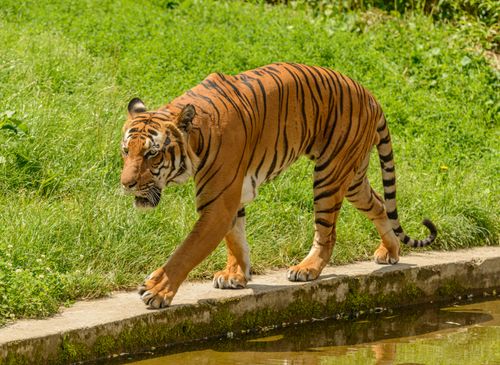 Free A majestic Bengal tiger strolling along a pond's edge showcasing its striking stripes. Stock Photo