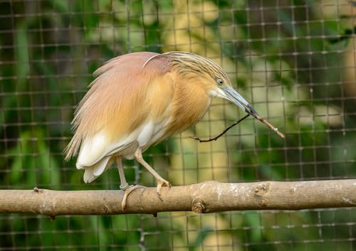 A Heron With a Twig in its Beak