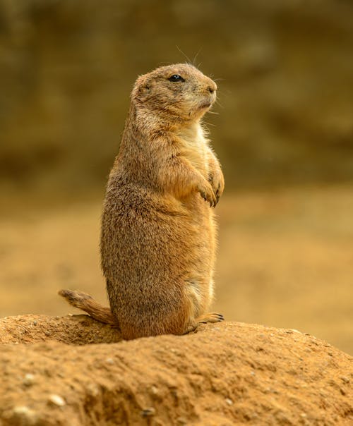 A Brown Rodent Standing Upright  