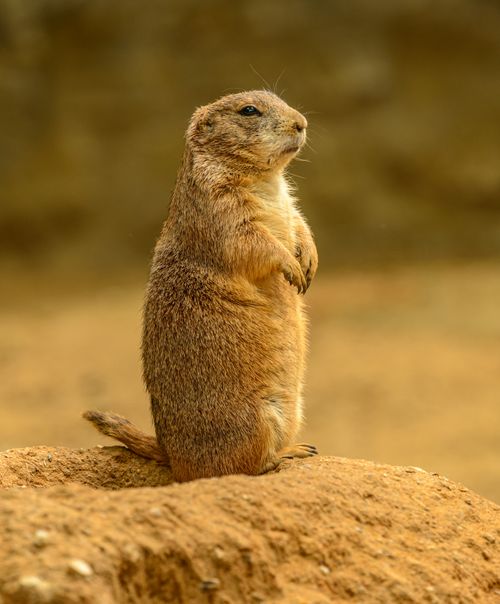 Free Capture of a Mexican prairie dog standing alert on a mound with a blurred background. Stock Photo