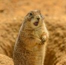 A Mexican Prairie Dog on the Ground