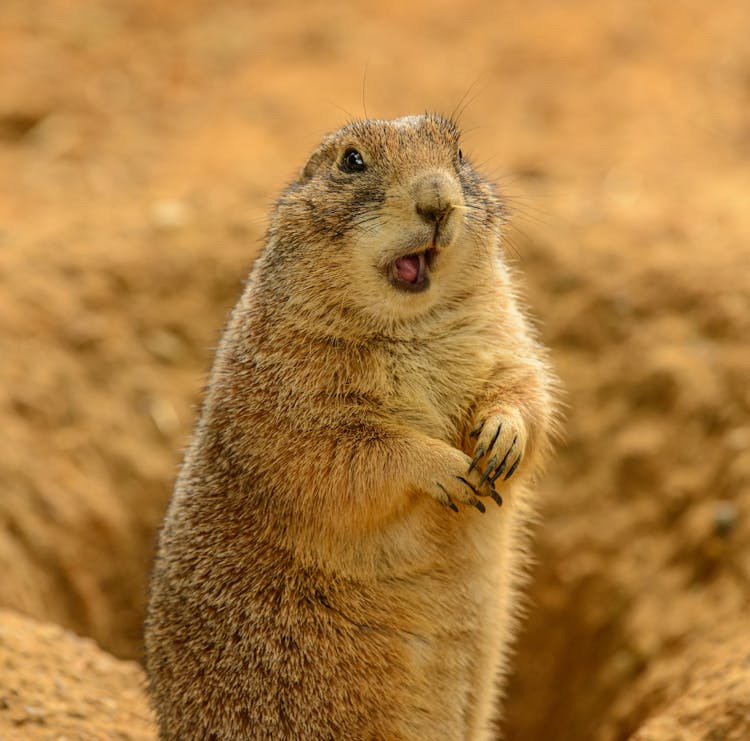 A Mexican Prairie Dog On The Ground