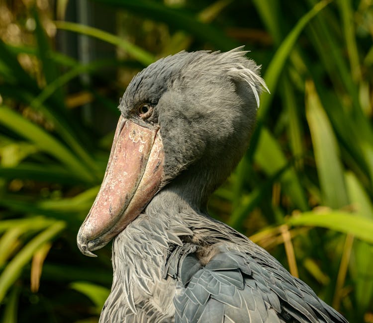 The Large Beak Of A Shoebill Bird