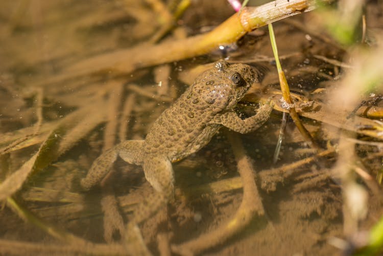 Frog In A Swamp Camouflaging