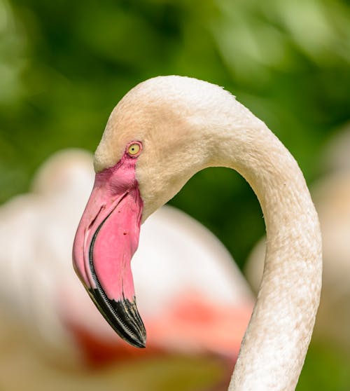 A Greater Flamingo in Close Up Photography