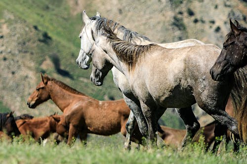 Ingyenes stockfotó állatfotók, lóféle, lófélék témában