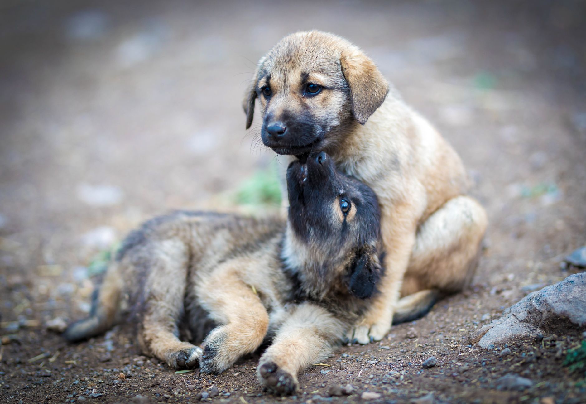 Two cute puppies playfully interacting on a dirt path outdoors.