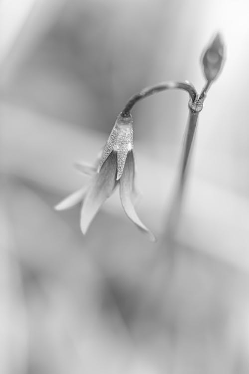 Grayscale Photo of a Flower · Free Stock Photo