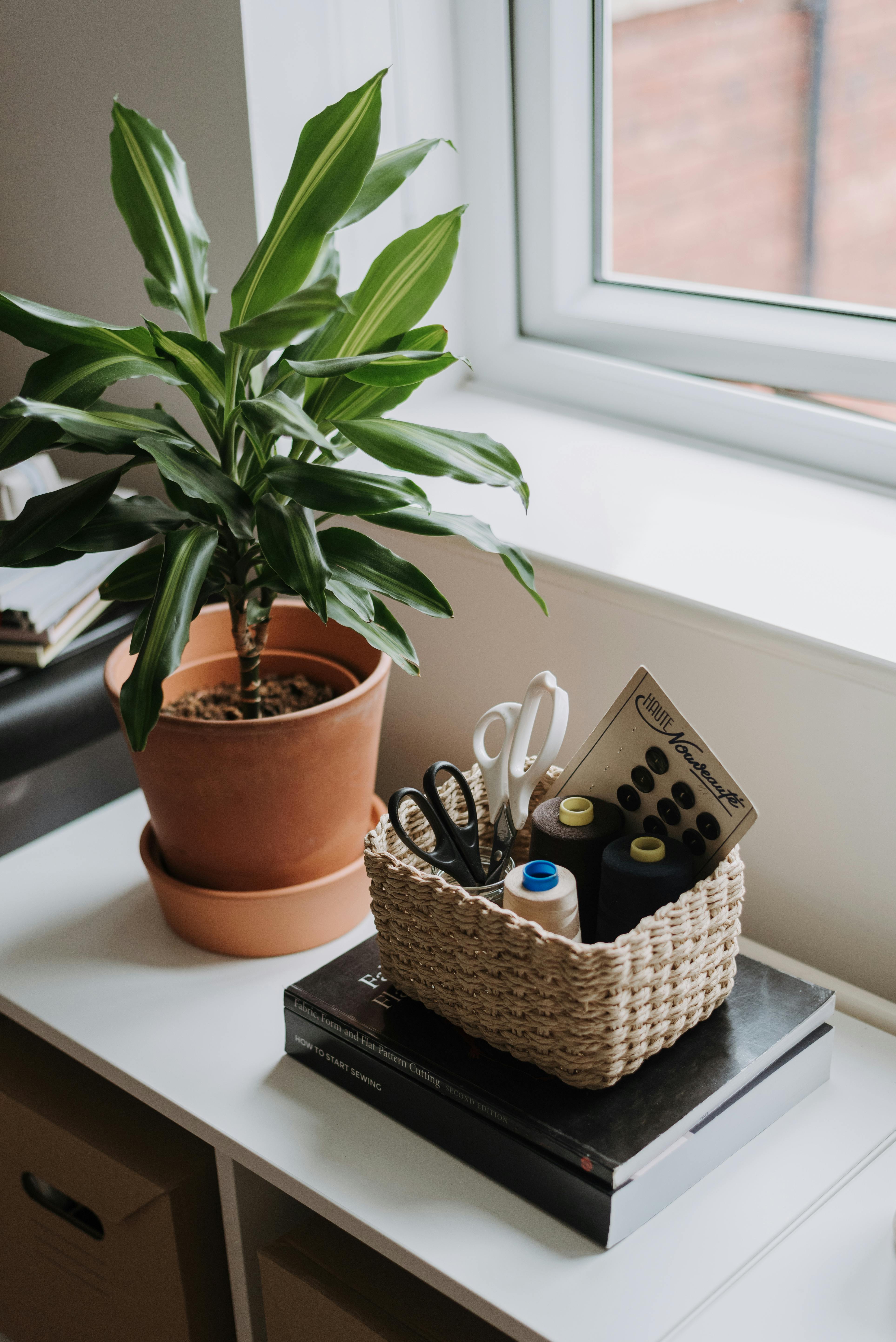 sewing kit near potted plant