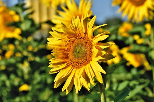 Close-Up Shot of a Sunflower